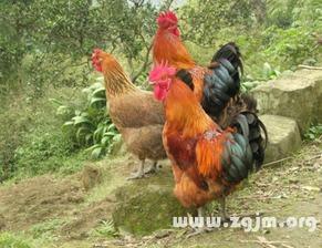 周公鸡爆料视频大全集下载,揭秘娱乐圈幕后真相